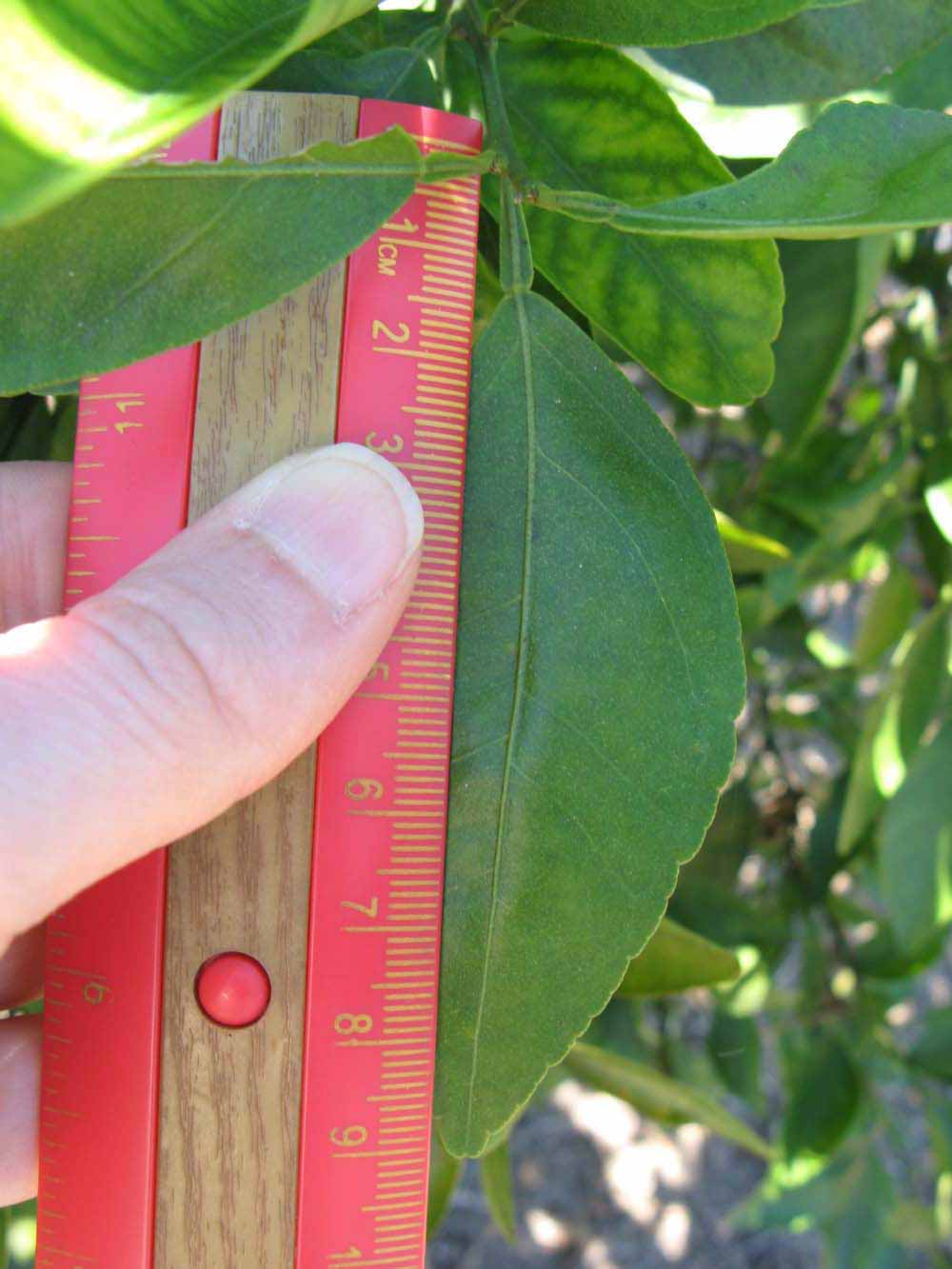              Unifoliolate leaf (Winter Haven, FL)       